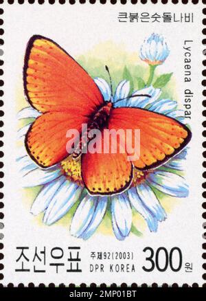 Timbre-poste nord-coréen de 2003 représentant un grand papillon en cuivre (Lycaena dispar) sur une fleur blanche. Banque D'Images