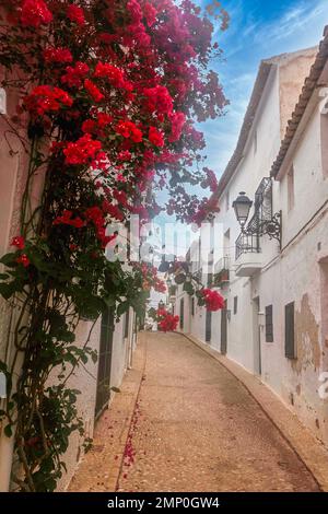 Fleurs accrochées de la fenêtre dans une rue pittoresque étroite avec des maisons blanches dans le village d'Altea. Altea est une ville méditerranéenne du c Valencien Banque D'Images