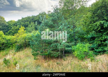 Beauté de la nature. La beauté de la nature - Parc National de Rebild, Jutland, Danemark,. Banque D'Images