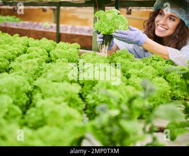 Jardinier féminin tenant la laitue et souriant tout en contrôlant la croissance des plantes en serre. Femme gaie en gants de jardin et chapeau jetable tenant une plante verte. Banque D'Images