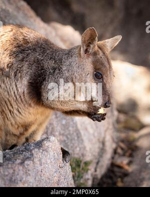 un gros plan d'un wallaby de roche debout sur un rocher Banque D'Images