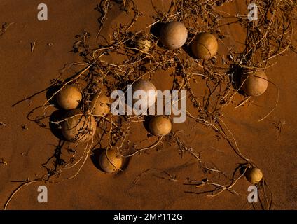 Citrullus colocynce gourde amère et sèche dans le désert du Sahara, Parc national de Tassili n'Ajjer, Tadrar Rouge, Algérie Banque D'Images