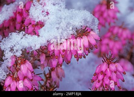 Erica carnée fleurit en hiver, même dans la neige. Jardin Erica Carnea Banque D'Images