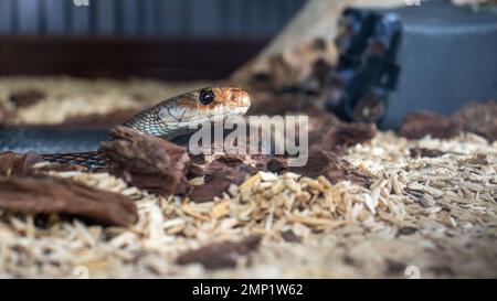 Serpent exotique gardé en captivité Banque D'Images