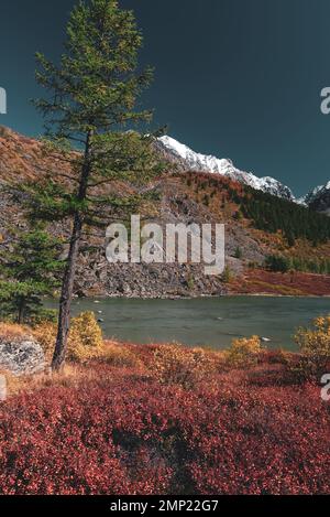 Une épicéa solitaire avec de l'herbe rouge sur fond de sommets enneigés de montagne avec des rochers avec des glaciers près du lac alpin transparent Shavlinskoye dedans Banque D'Images