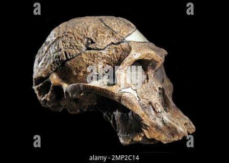 L'australopithecus africanus crâne d'Afrique du Sud de Sterkfontein cave.Cast STS5 Banque D'Images