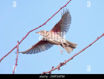 Redwing (Turdus Iliacus) migrant islandais/scandinave, en vol Banque D'Images