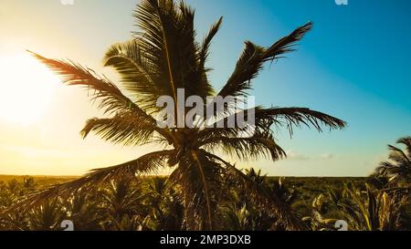 Palm arbres coucher de soleil bleu doré ciel rétroéclairage dans les caraïbes. Arrière-plan de la plage des Caraïbes. Plage sur l'île tropicale. Palmiers sur la côte de l'océan près de la plage. Banque D'Images