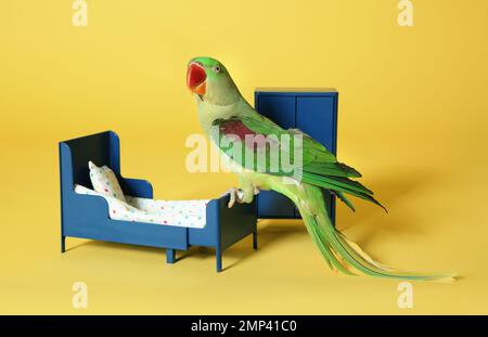 Belle Alexandrine Parakeet dans la chambre à jouets sur fond jaune Banque D'Images