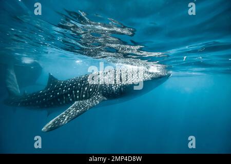 Le requin-baleine provient de l'eau à Oslob, aux Philippines Banque D'Images