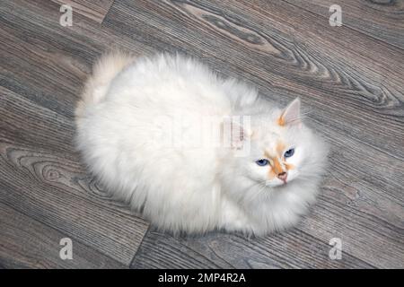 Angora de chat blanc avec des taches rouges de gros plan Banque D'Images