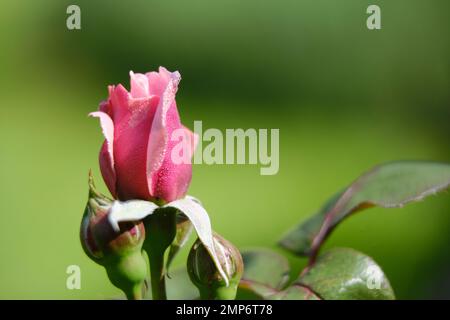 Les gouttelettes d'eau sur les fleurs Banque D'Images