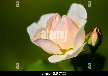 Les gouttelettes d'eau sur les fleurs Banque D'Images