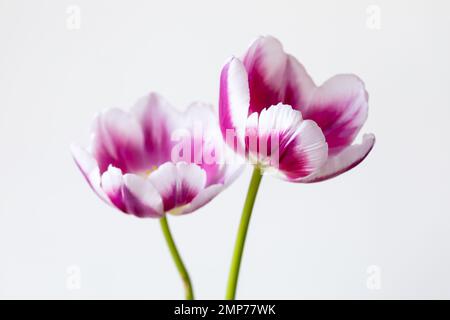Deux tulipes roses magenta sur fond blanc. Banque D'Images