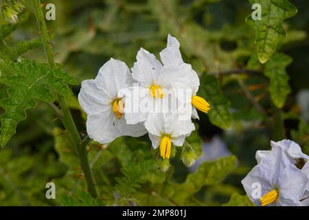 Fleurs blanches et feuillage épineux de Solanum sisymbriifolium, également connu sous le nom de vila-vila poussant dans un jardin britannique en septembre Banque D'Images