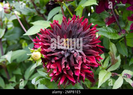 Rouge profond dahlia Black Jack fleurit dans un jardin britannique en septembre Banque D'Images