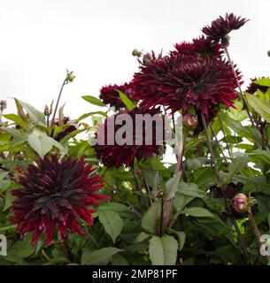 Rouge profond dahlia Black Jack fleurit dans un jardin britannique en septembre Banque D'Images