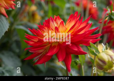 Fleur rouge et jaune de dahlia décorative coucher de soleil poussant dans un jardin britannique septembre Banque D'Images