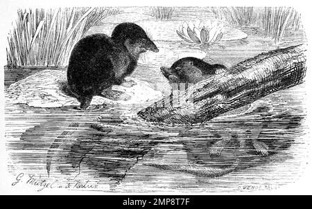 Wasserspitzmaus, Neomys fodiens, eine der drei in Europa und im nördlichen Asien lebenden Arten der Gattung Wasserspitzmäuse aus der Familie der Spitzmäuse / mouse, eau eurasienne shrew, Neomys fodiens, connu au Royaume-Uni sous le nom de The digital water shintion, Reinierwör der, 19. Jahrhundert, genaues Originaldatum nicht bekannt / historique, numérique reproduction améliorée d'un original du 19th siècle Banque D'Images