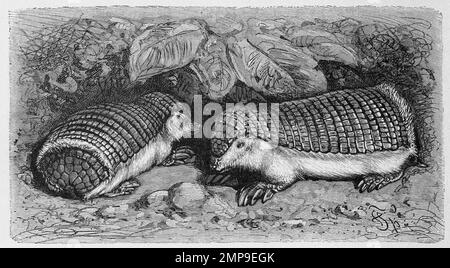 Gürtelmaus, Chlamydophorus truncatus / fée rose armadillo, Chlamyphorus truncatus, ou pichiciego est la plus petite espèce de armadillo, Historisch, digital restaurierte Reproduktion einer Originalvorlage aus dem 19. Jahrhundert, genaues Originaldatum nicht bekannt / historique, numérique reproduction améliorée d'un original du 19th siècle Banque D'Images