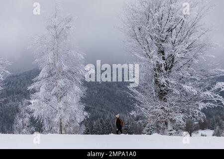 Une randonneur marche dans une forêt enneigée d'hiver. concept de mode de vie sain et de santé mentale Banque D'Images