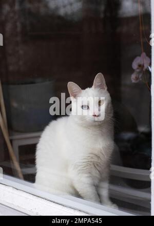 Un joli Tomcat blanc avec l'hétérochromie iridum est assis sur un tabouret de fenêtre et regardant à travers un verre sale d'une fenêtre. Banque D'Images