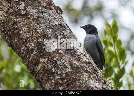 Cendré Cuckooshrike - Coracina cinerea, beau noir dirigé bird endémique dans les forêts humides de Madagascar. Banque D'Images