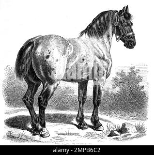 Percheron ist eine Kaltblut-Pferderasse aus dem Perche-Gebiet im Nordwesten Frankreichs / Percheron est une race de chevaux à traction originaire de la vallée de la rivière Huisne dans l'ouest de la France, Historisch, restaurant numérique Reproduktion von einer Vorlage aus dem 18. Jahrhundert, Banque D'Images