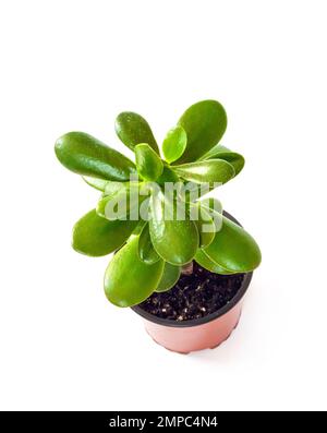 Plante de Jade (Crassula ovata) dans un pot de fleurs isolé sur fond blanc Banque D'Images