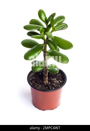 Plante de Jade (Crassula ovata) dans un pot de fleurs isolé sur fond blanc Banque D'Images