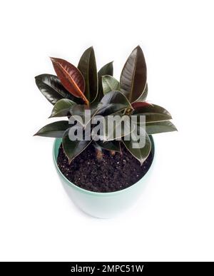 Jeune usine de caoutchouc (Ficus elastica Melany) dans un pot de fleur turquoise isolé sur fond blanc Banque D'Images