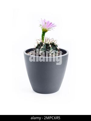 Floraison Gymnocalycium mihanovichii cactus dans un pot isolé sur fond blanc Banque D'Images