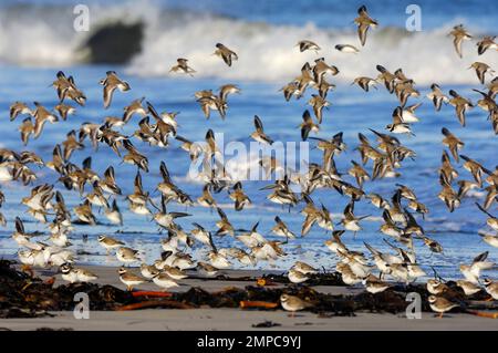 Les échassiers, y compris dunlin, tremplins annelés et sanderling débarquant sur une rive sablonneuse pour se nourrir d'une marée basse, North Northumberland, Angleterre, février Banque D'Images