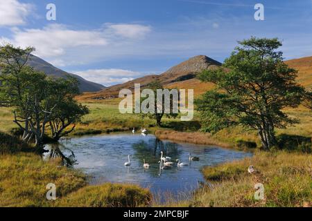 Groupe de la famille des cygnes Whooper (Cygnus cygnus) d'oiseaux nicheurs résidents sur un petit étang dans un paysage automnal, Inverness-shire, Écosse, octobre 2010 Banque D'Images