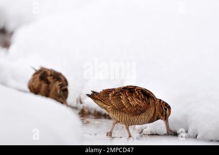 Woodcock (Scolopax rusticola) recherche de proies invertabrates dans des marais non congelés dans des conditions hivernales, Berwickshire, Écosse, janvier 2010 Banque D'Images