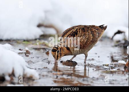 Woodcock (Scolopax rusticola), recherche de proies invertabrates dans des marais non congelés dans des conditions hivernales, Berwickshire, Écosse, janvier 2010 Banque D'Images