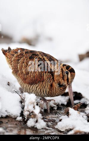 Woodcock (Scolopax rusticola), recherche de proies invertabrates dans des marais non congelés dans des conditions hivernales, Berwickshire, Écosse, janvier 2010 Banque D'Images