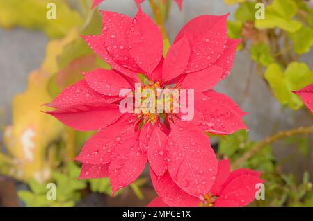 Rouge fleur de couleur trempée dans la pluie. Vue de dessus. Plein format. Magnifique nature de fond. Banque D'Images