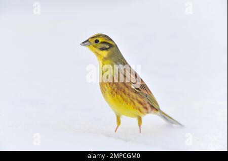 Yellowhammer (Emberiza citrinella) dans la neige sous le mangeoire à oiseaux de jardin, Berwickshire, Scottish Borders, Écosse, janvier 2010 Banque D'Images