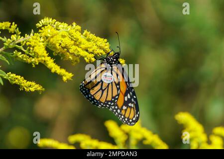 Papillon monarque étiqueté avec un autocollant pour le suivi de la migration, se nourrissant sur des fleurs jaunes Banque D'Images