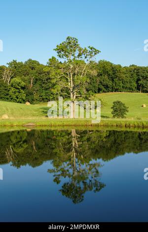 Arbre solitaire devant un champ réfléchi dans un étang, avec une ligne de treeline dense en arrière-plan Banque D'Images