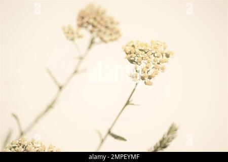 Fond naturel avec fleurs d'yarrow sur le mur beige. Banque D'Images