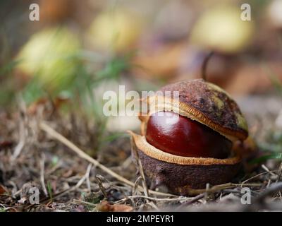 châtaignier unique avec coquille sur terrain forestier Banque D'Images