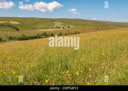 Un pré de foin en pleine fleur à Harwood, Upper Teesdale. Banque D'Images