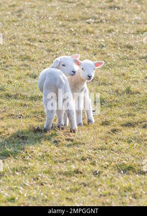 Deux petits agneaux blancs dans un pré Banque D'Images