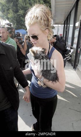 Britney Spears rend visite à Petco avec son adorable Yorkshire Terrier Puppy London. Il a été rapporté qu'un juge a demandé à Britney de ne pas conduire avec ses enfants dans la voiture, mais je suppose qu'un petit ami à fourrure ne compte pas. Los Angeles, Californie. 11/17/07. Banque D'Images