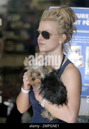 Britney Spears rend visite à Petco avec son adorable Yorkshire Terrier Puppy London. Il a été rapporté qu'un juge a demandé à Britney de ne pas conduire avec ses enfants dans la voiture, mais je suppose qu'un petit ami à fourrure ne compte pas. Los Angeles, Californie. 11/17/07. Banque D'Images