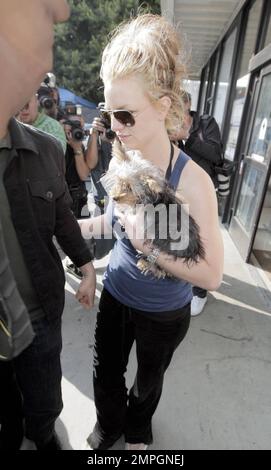 Britney Spears rend visite à Petco avec son adorable Yorkshire Terrier Puppy London. Il a été rapporté qu'un juge a demandé à Britney de ne pas conduire avec ses enfants dans la voiture, mais je suppose qu'un petit ami à fourrure ne compte pas. Los Angeles, Californie. 11/17/07. Banque D'Images