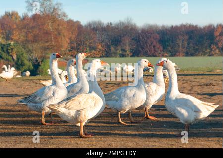 Les oies libres sont élevées pour la volaille et le foie gras dans une ferme du département de la France Banque D'Images