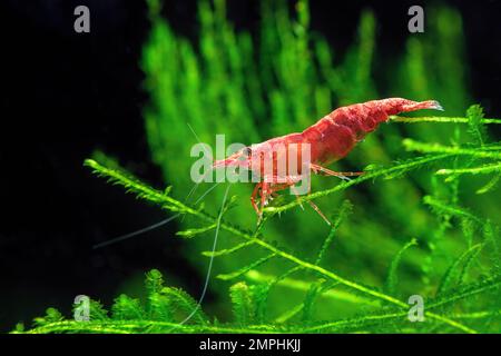 Crevettes rouges sur une mousse, aquarium d'eau douce Banque D'Images